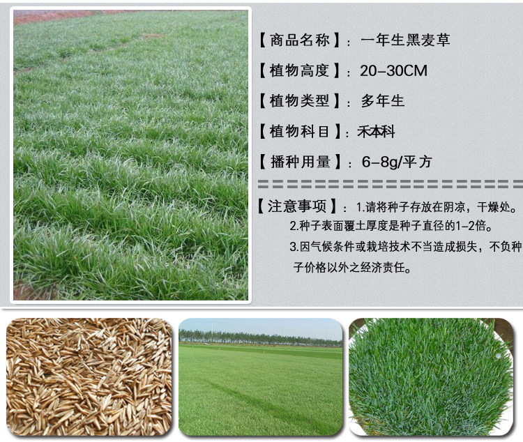 1537967793133126.jpg 一年生黑牧草1.jpg