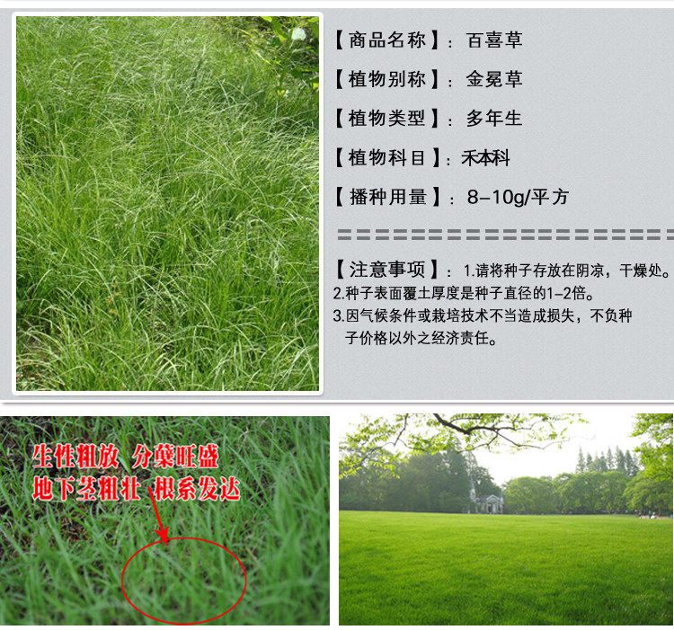 1537969786160352.jpg 白皙草1.jpg