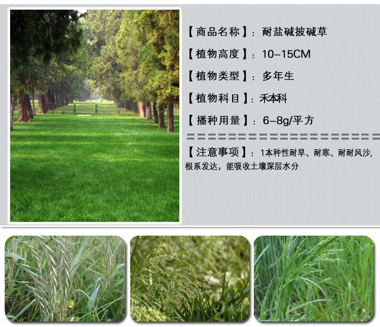 1537970391605595.jpg 耐盐碱坡碱草1.jpg