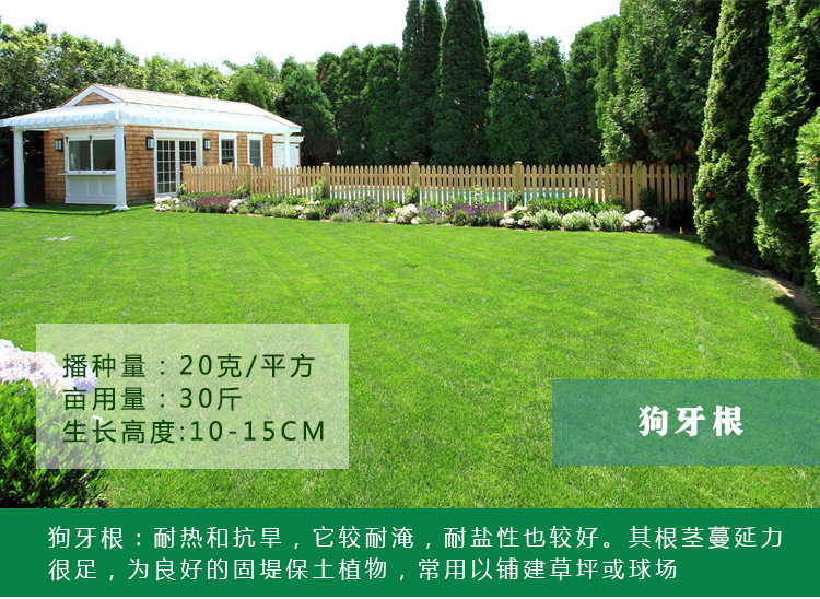 1537970474366359.jpg 狗牙根1.jpg