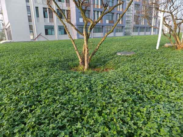 白三叶草图片 白三叶草图片