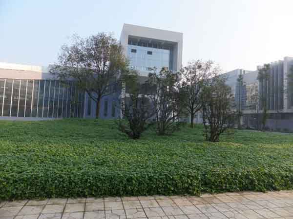 白三叶草图片 白三叶草图片