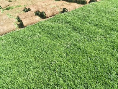 植草护坡每平方米需要多少草籽？