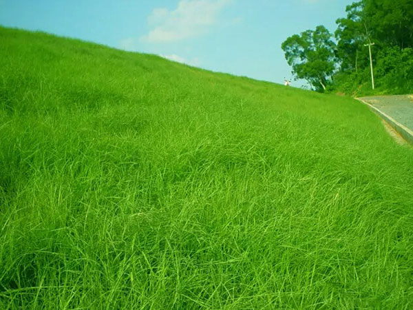 1559782257573607.jpg 百喜草 (4).jpg