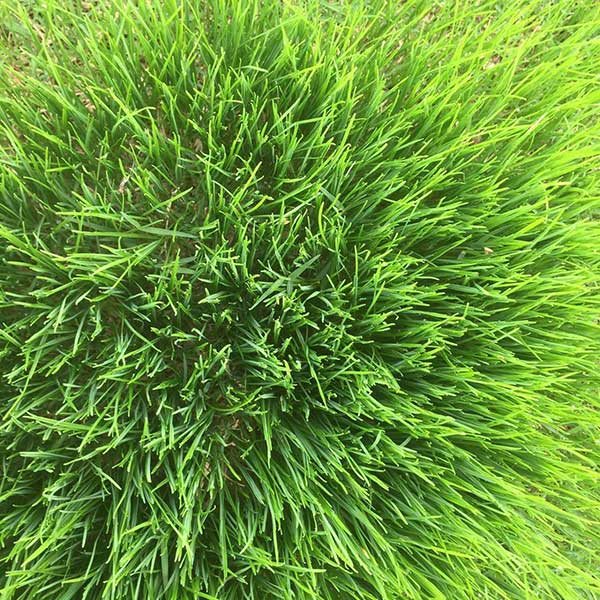 黑麦草4.jpg