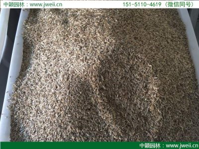 一平方米草坪需要多少草籽？