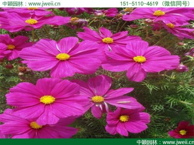 庭院播种什么草籽品种好？