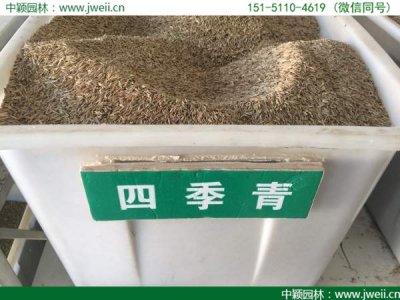 四季青草籽价格贵吗？