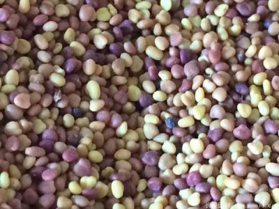 护坡草籽哪种好？