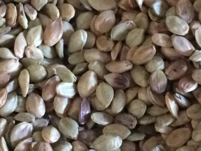 护坡草种花种怎么选？