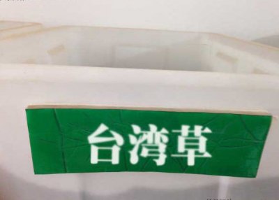 哪里有卖台湾青草籽？