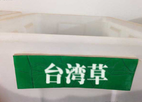 台湾草1.jpg