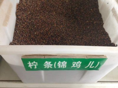 高速路护坡一般用什么草籽？