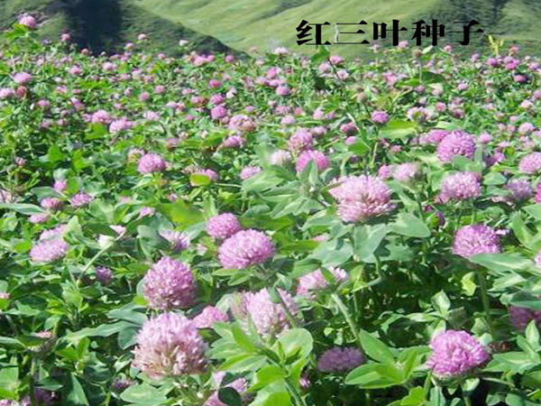1564922829192054.jpg 红三叶1.jpg