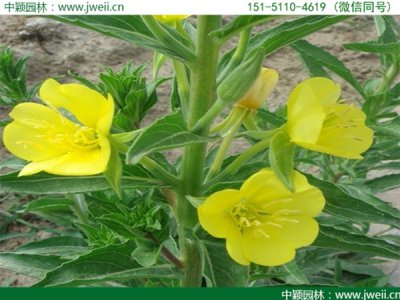 美丽月见草可以在南方种植吗？