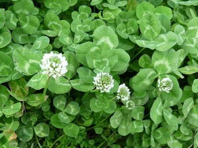 白三叶护坡种植技术？