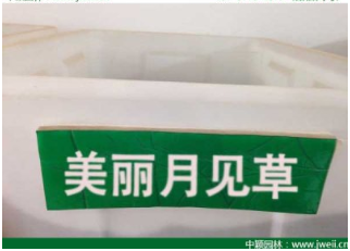 不适合吃月见草的三种人？