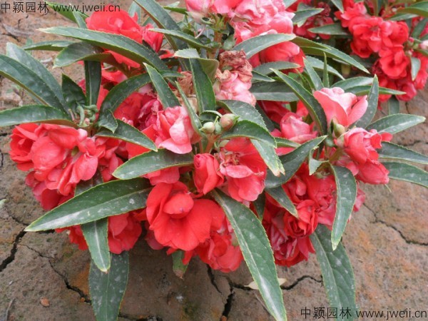 凤仙花-(19).jpg