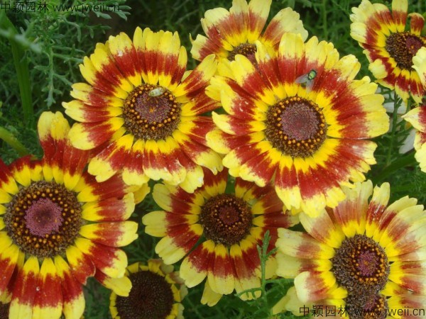 花环菊-(23).jpg