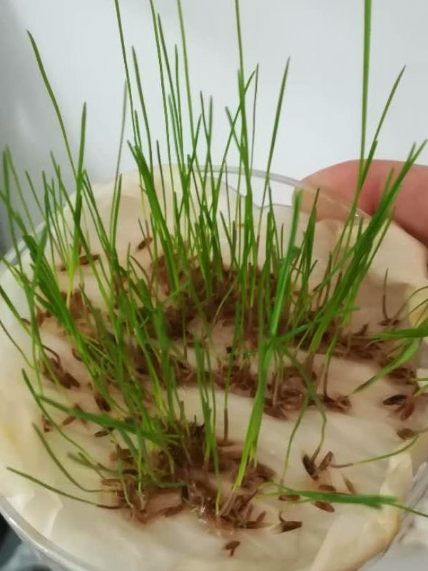 播撒草籽一平米几克