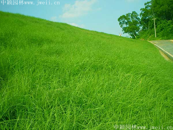 1567400583466325.jpg 百喜草4_副本_副本.jpg