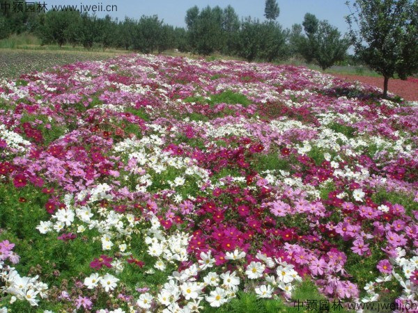 波斯菊-(13).jpg