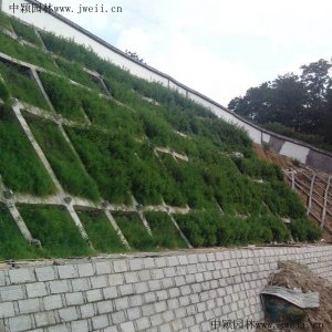 护坡上应该种什么草？
