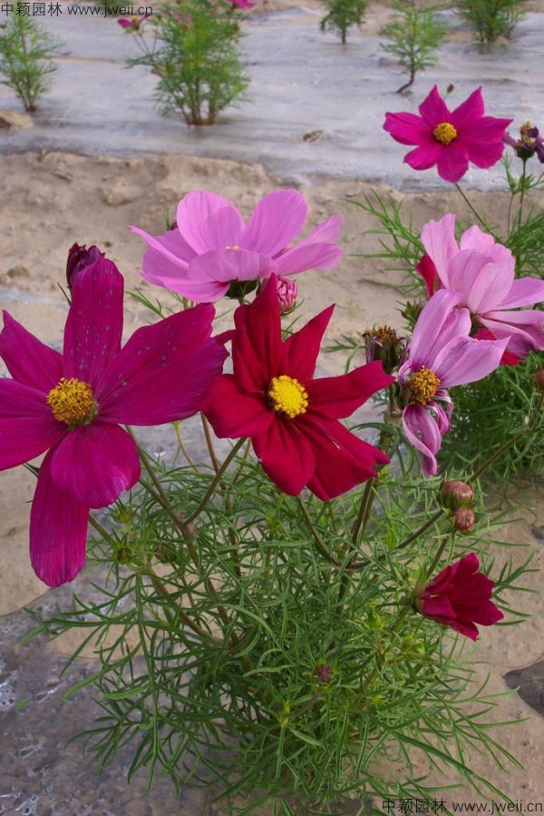 1568903993852460.jpg 波斯菊-(19).jpg