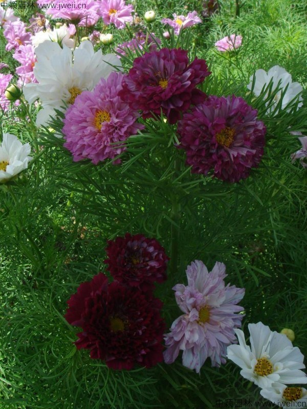 1568904001753145.jpg 波斯菊-(20).jpg