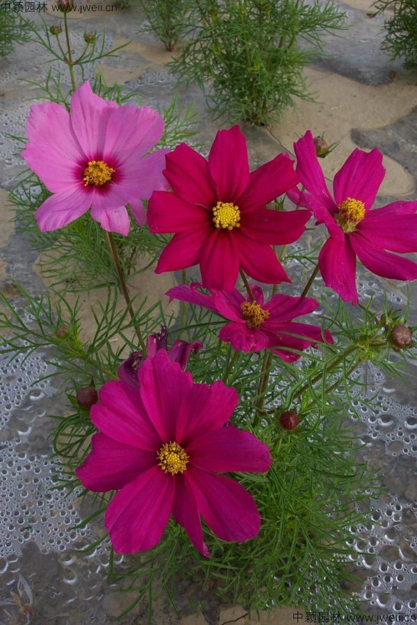 1568904007112907.jpg 波斯菊-(21).jpg