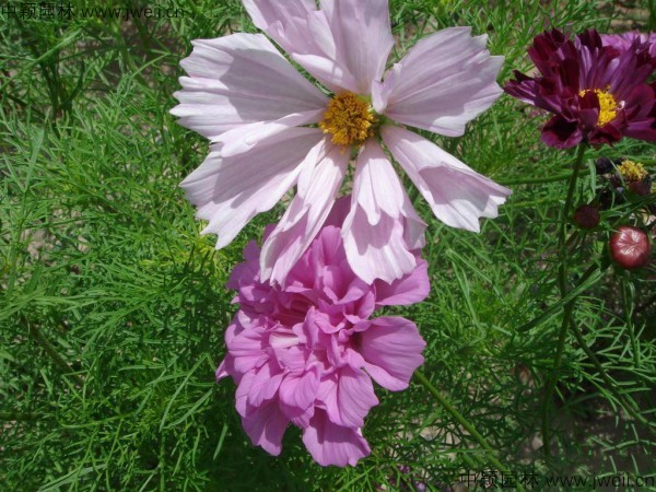 1568904014269818.jpg 波斯菊-(22).jpg