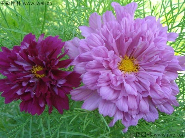 1568904029778839.jpg 波斯菊-(24).jpg