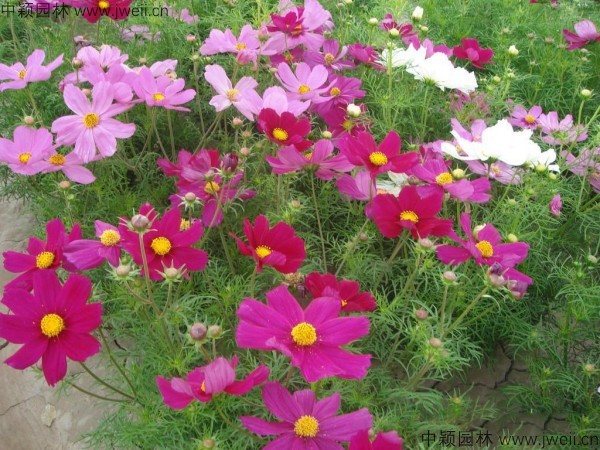 1569069425769351.jpg 波斯菊-(15).jpg