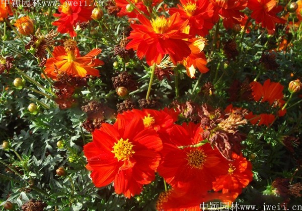 1569293829737650.jpg 硫华菊5.jpg