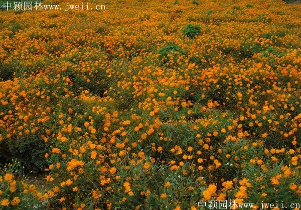 硫华菊17.jpg