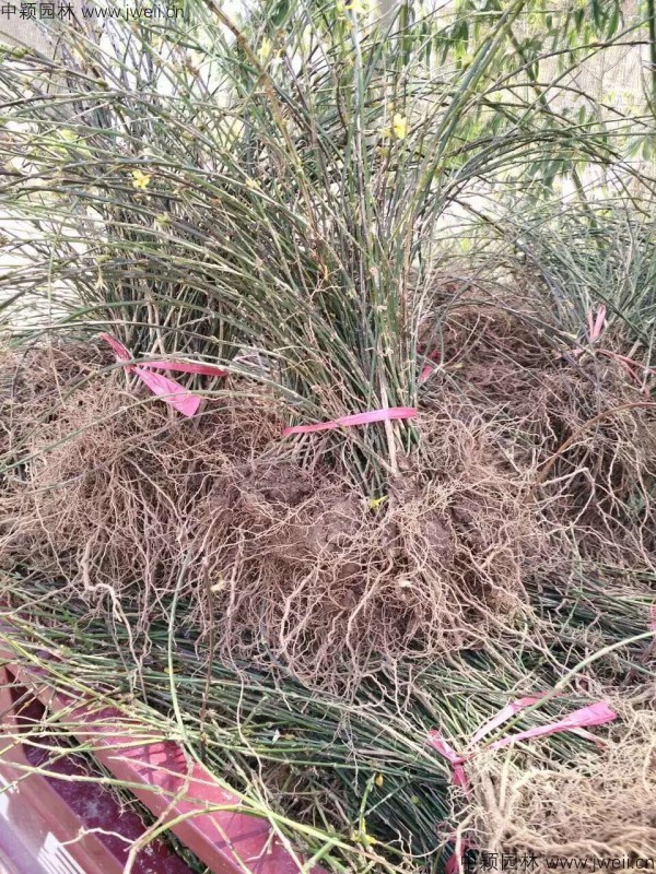 1569398427334001.jpg 爬山虎4-(2).jpg