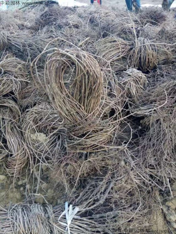 1569398435607129.jpg 爬山虎5-(2).jpg