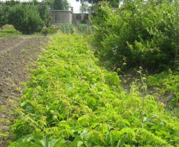 公路护坡种植爬山虎的好处？