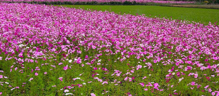 波斯菊是格桑花，那么格桑花是波斯菊吗？