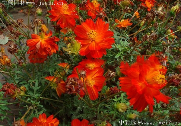 1569593408795264.jpg 硫华菊4.jpg