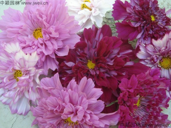 1569757847126345.jpg 波斯菊-(23).jpg