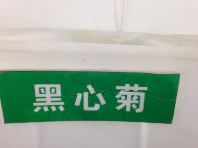 一平方播种多少克黑心菊草籽？