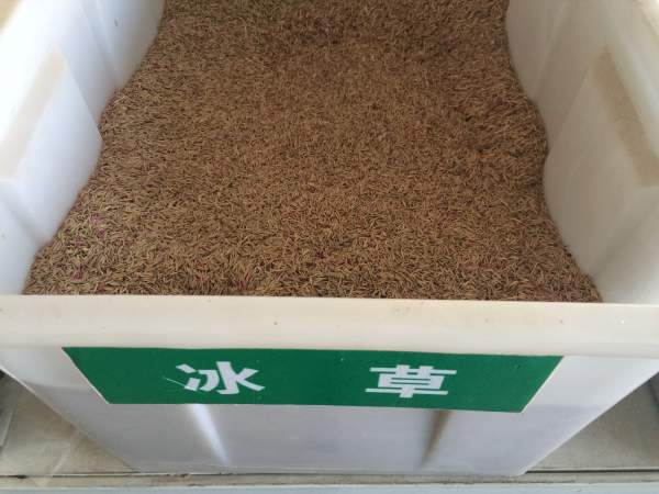 冰草.jpg