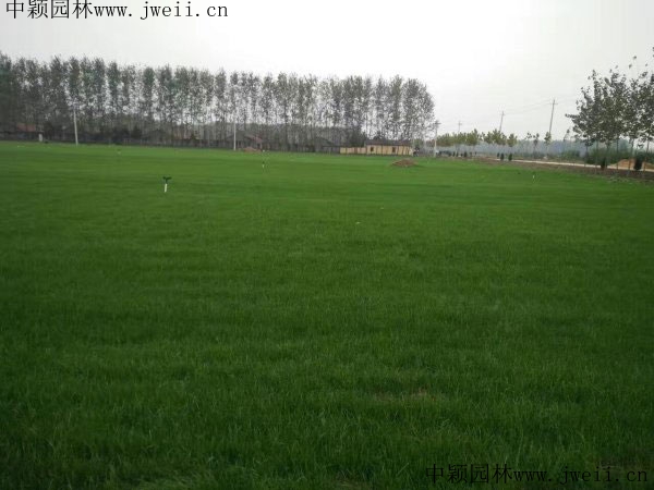1571471768123135.jpg 草坪8_副本.jpg