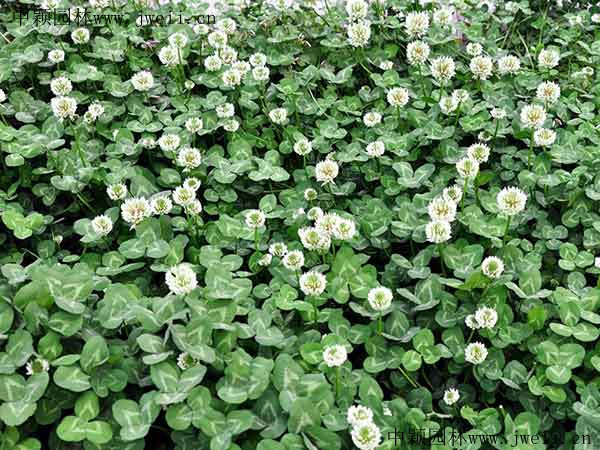 1571566858199137.jpg 白三叶草6.jpg