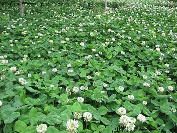 1571566872127563.jpg 白三叶草8.jpg