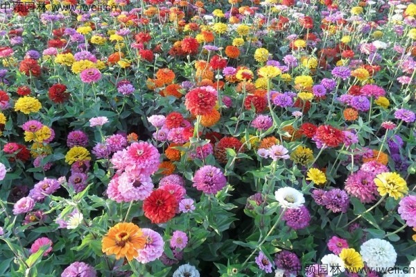 1571666491214728.jpg 百日草-(3).jpg