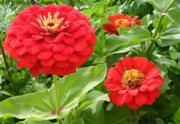1571666511387709.jpg 百日草-(6).jpg