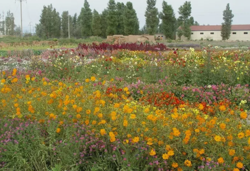 景观花海工程：花卉的春播是怎么进行的？