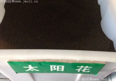 重庆哪里有卖太阳花种子？